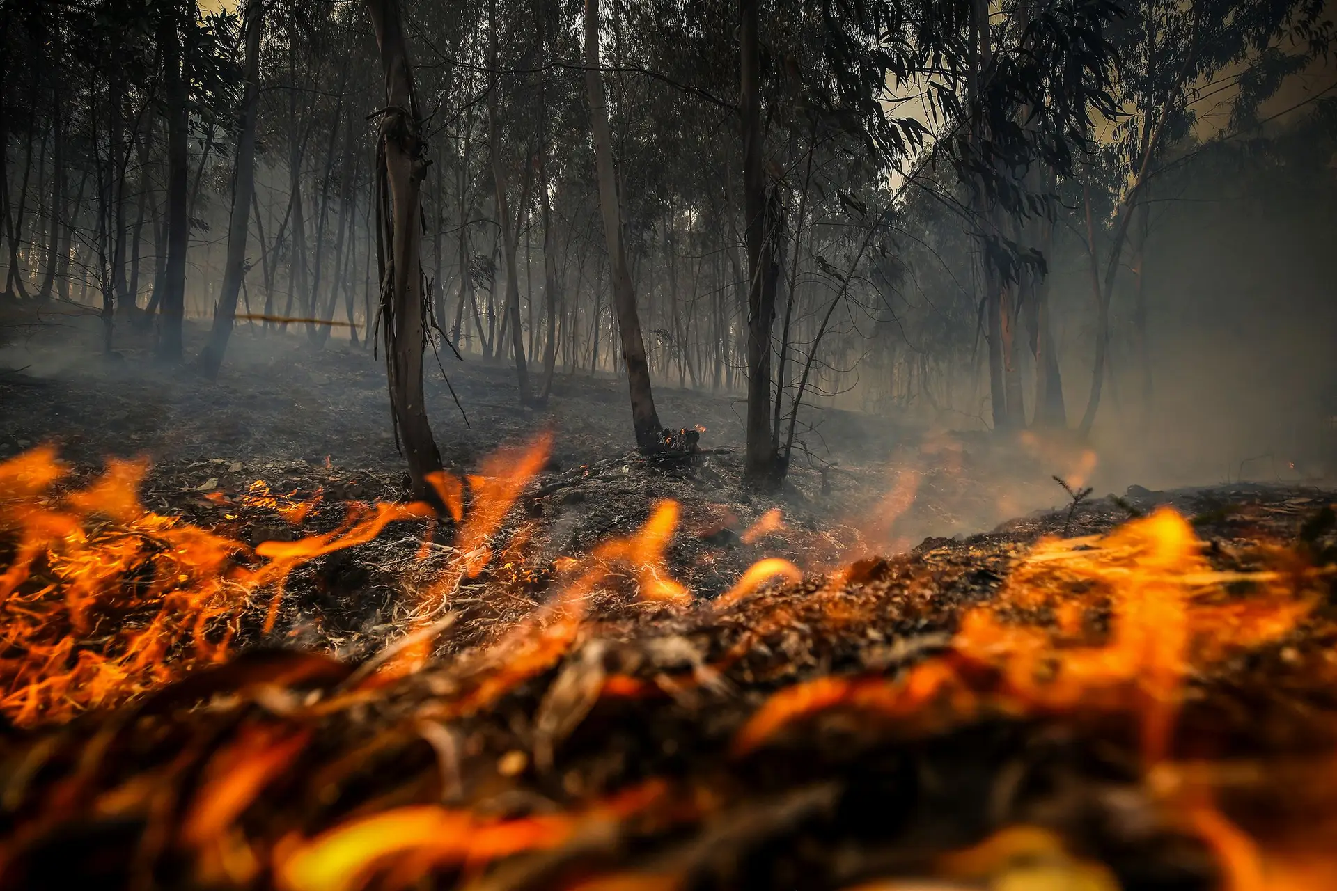 Portugal incêndio