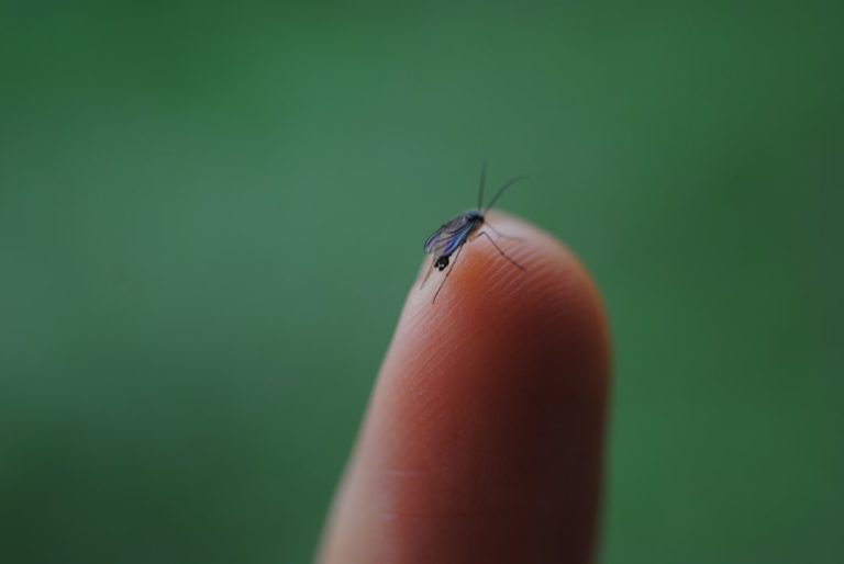 Atenção! O mosquito da dengue foi detetado em Guimarães! 5 mosquito dengue Guimarães