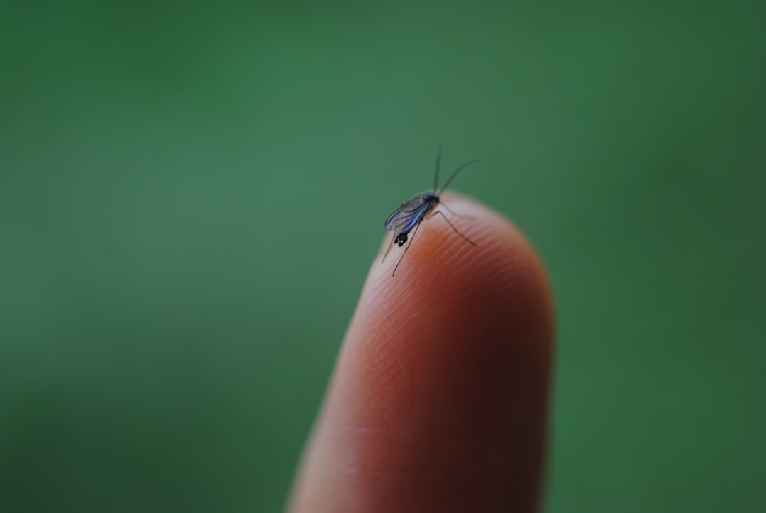 Atenção! O mosquito da dengue foi detetado em Guimarães! 1 mosquito dengue Guimarães